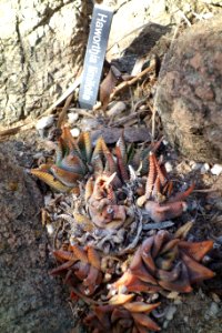 Haworthia limifolia - Leaning Pine Arboretum - DSC05764