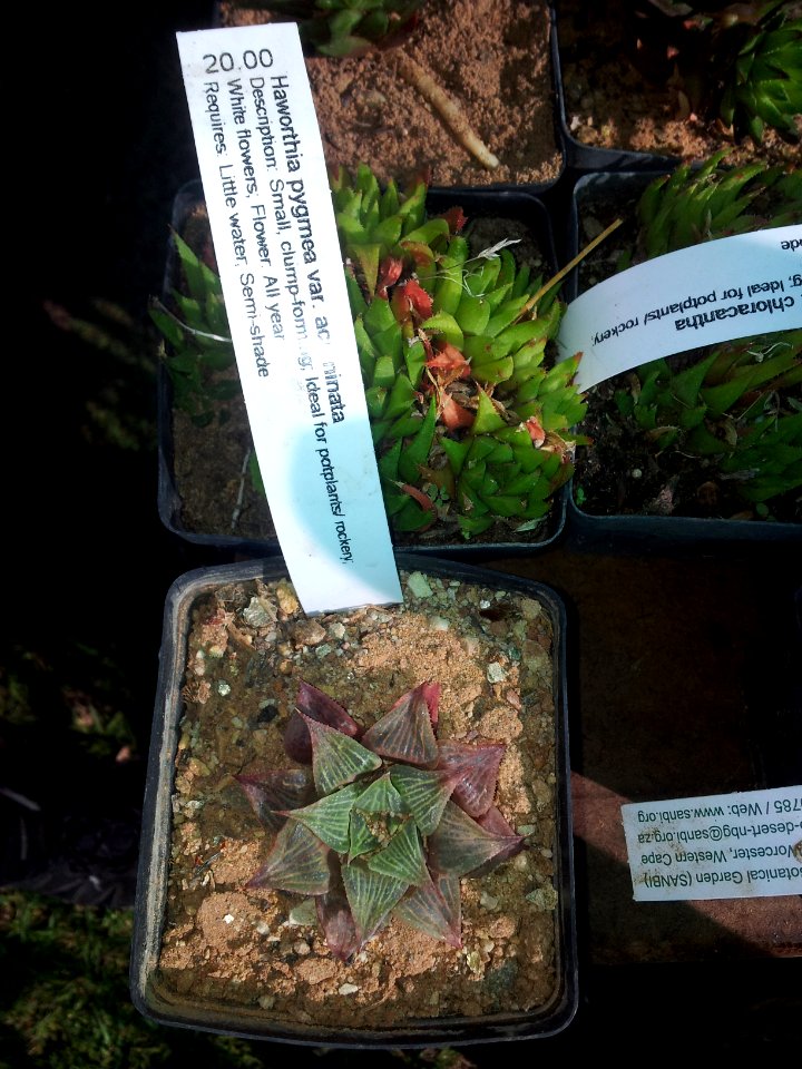 Haworthia pygmaea var acuminata - CT