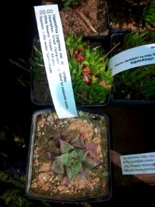 Haworthia pygmaea var acuminata - CT