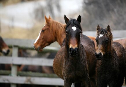 Three amazing horses