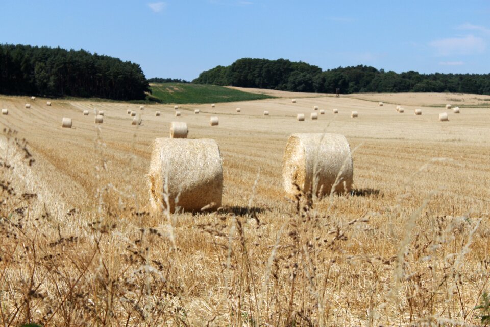 Hay bales cereals straw bales
