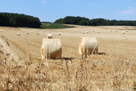 Hay bales cereals straw bales