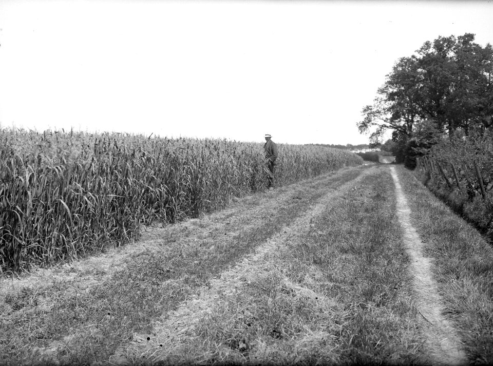 Haver, landgoed, de snippert, Bestanddeelnr 192-0463