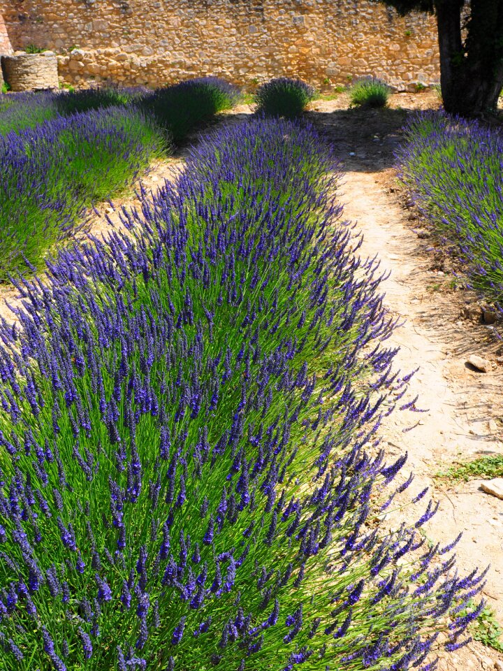 Lavender field lavender blossom lavender cultivation
