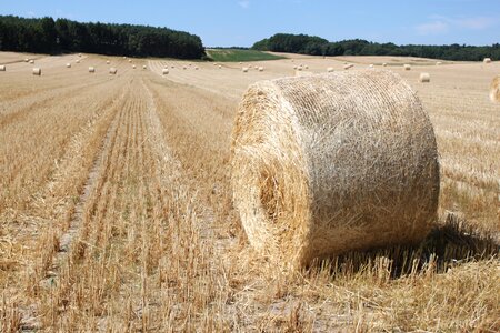 Hay bales cereals straw bales