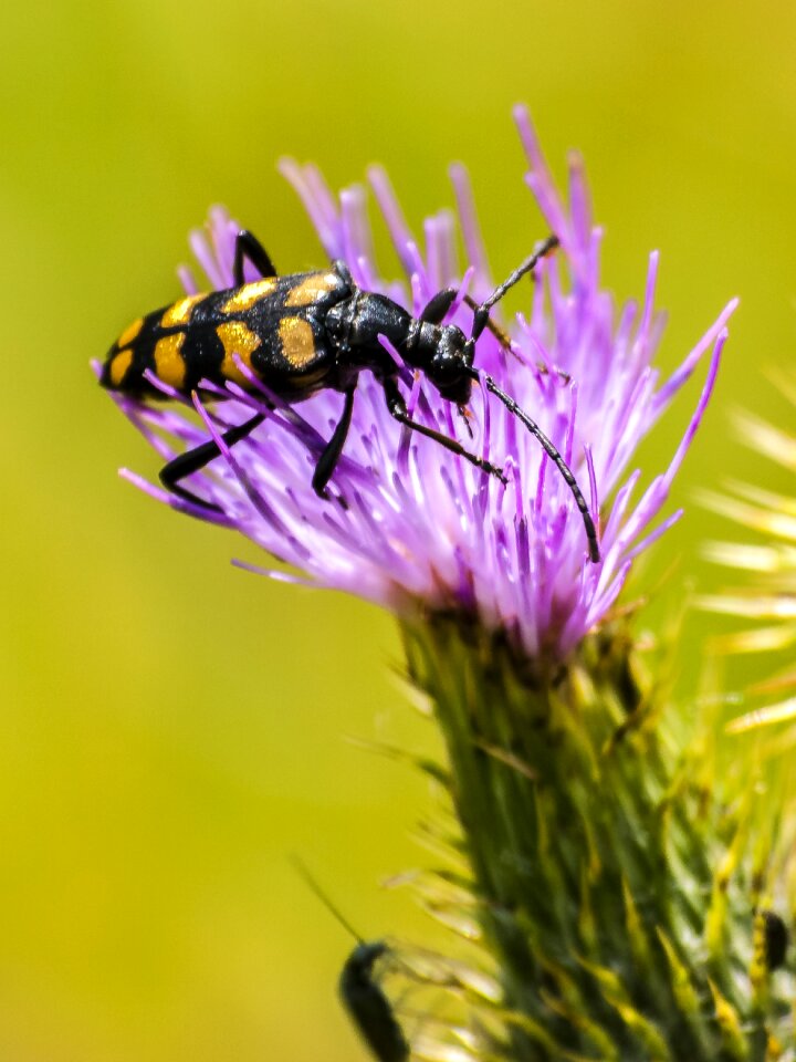 Insect nature animal