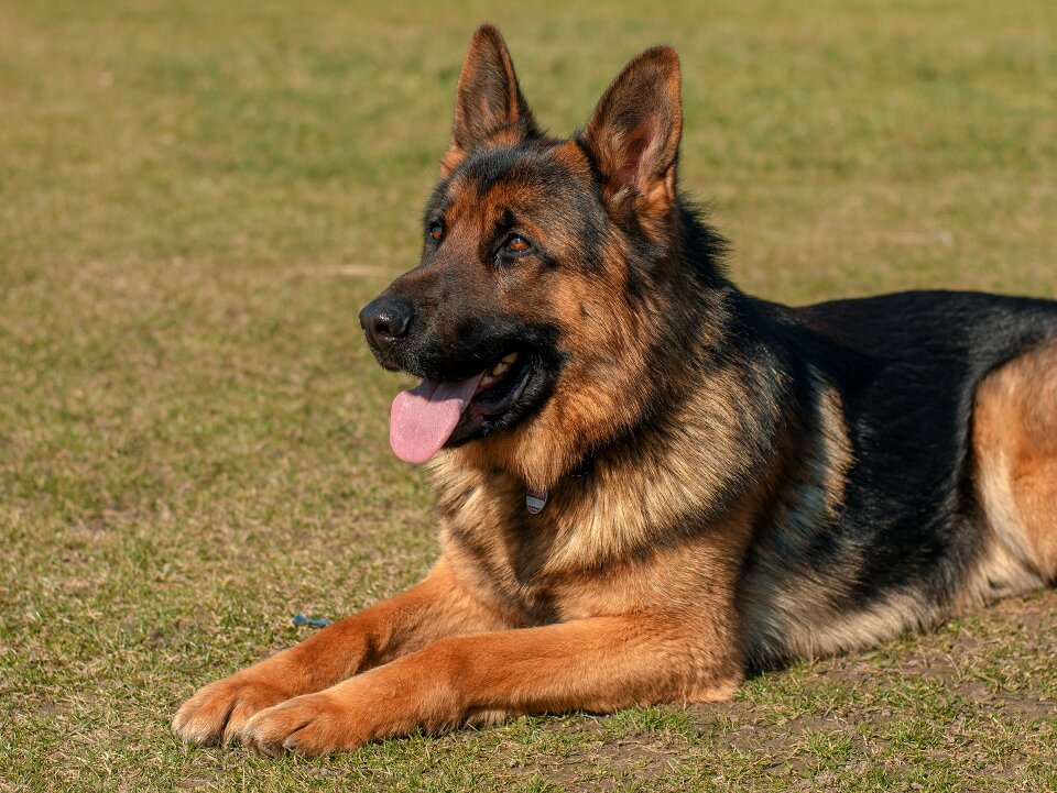 German shepherd eb is watching