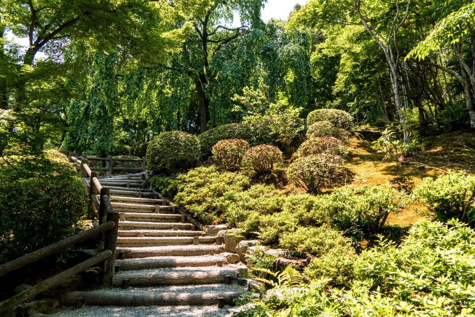 Kyoto green nature photo