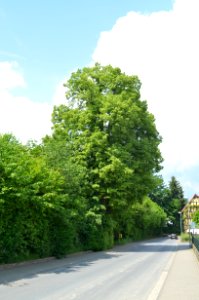 Hausen-Arnsbach, 2 Linden an der K 738