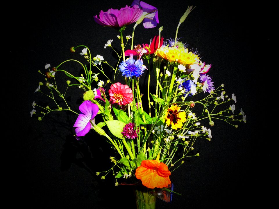 Flower meadow bouquet nasturtium