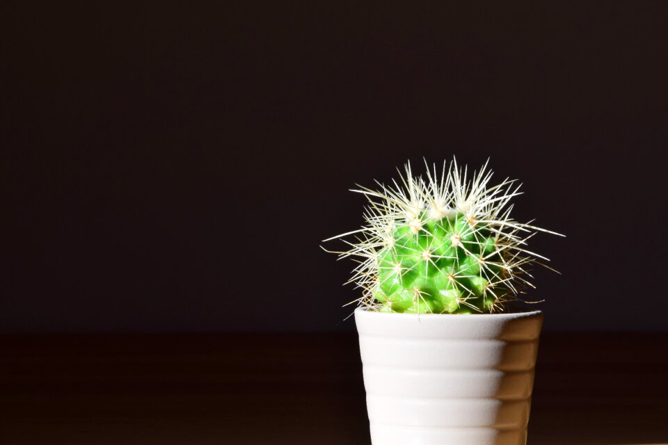 Sting prickly pointed