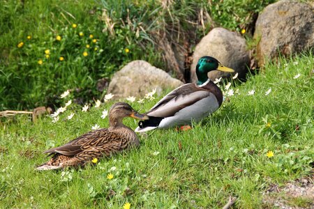 Meadow bird animals photo