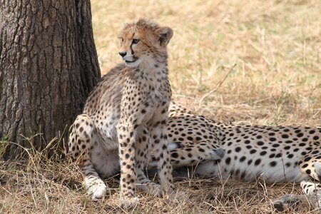 Wildlife animal nature