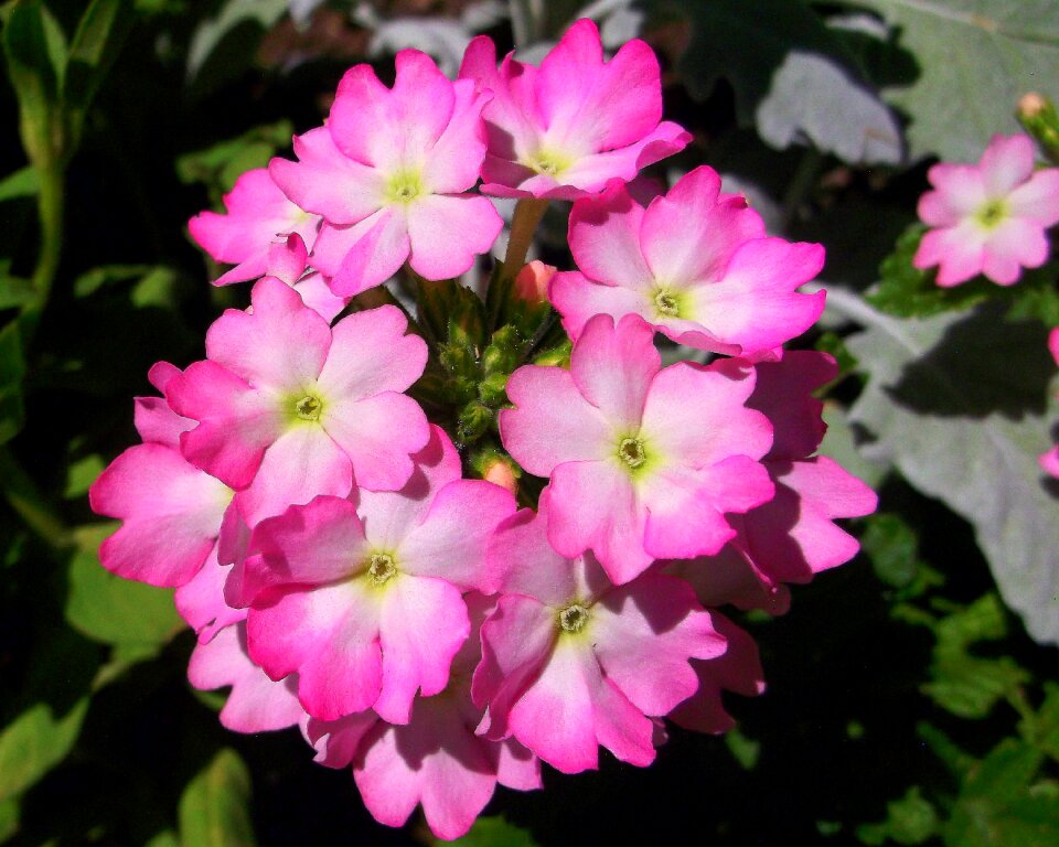 Pink flower blossom flowers