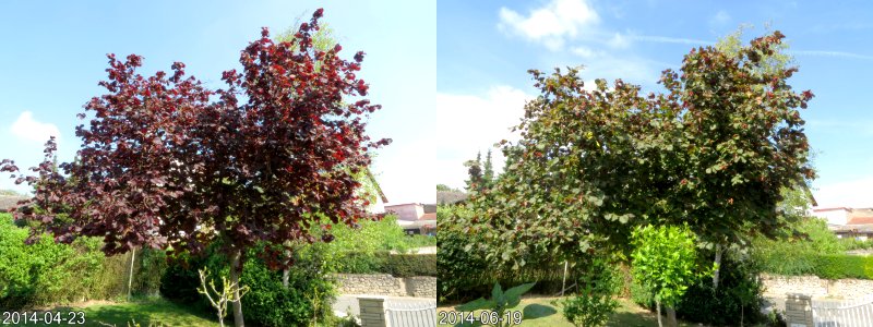 Hazel with changing colours