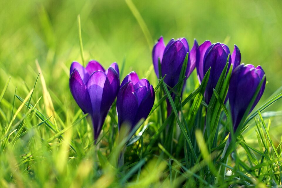 Spring flower early bloomer violet