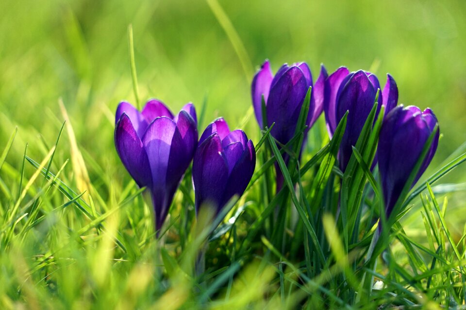 Spring flower early bloomer violet photo