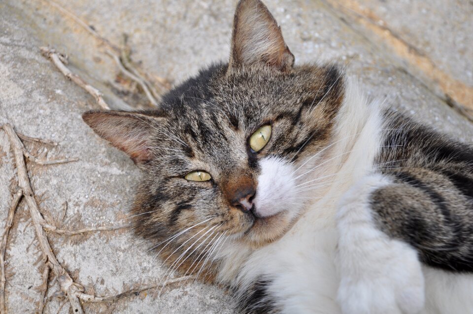 Pet feline domestic animal