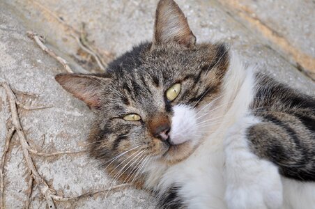 Pet feline domestic animal
