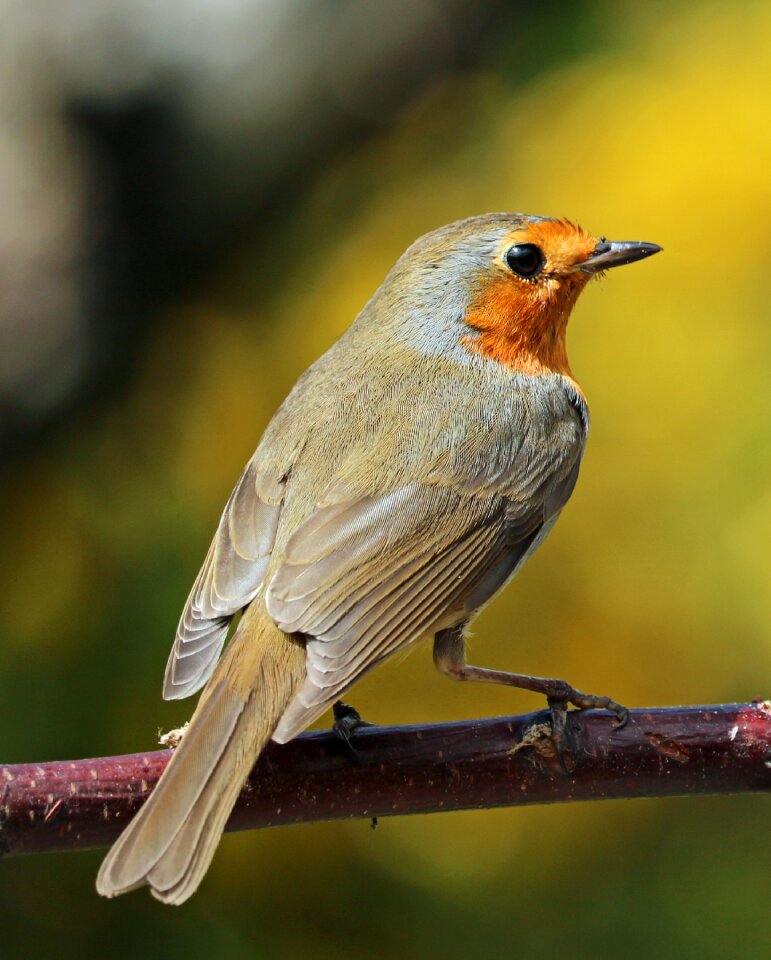 Song bird garden bird red