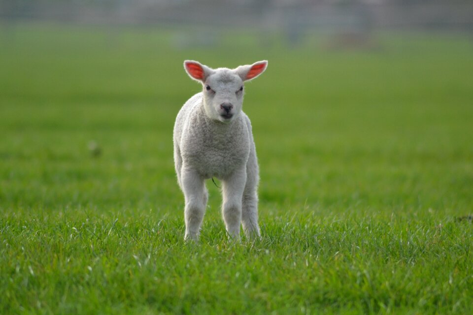 Animal baby animals farm animals