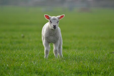 Animal baby animals farm animals