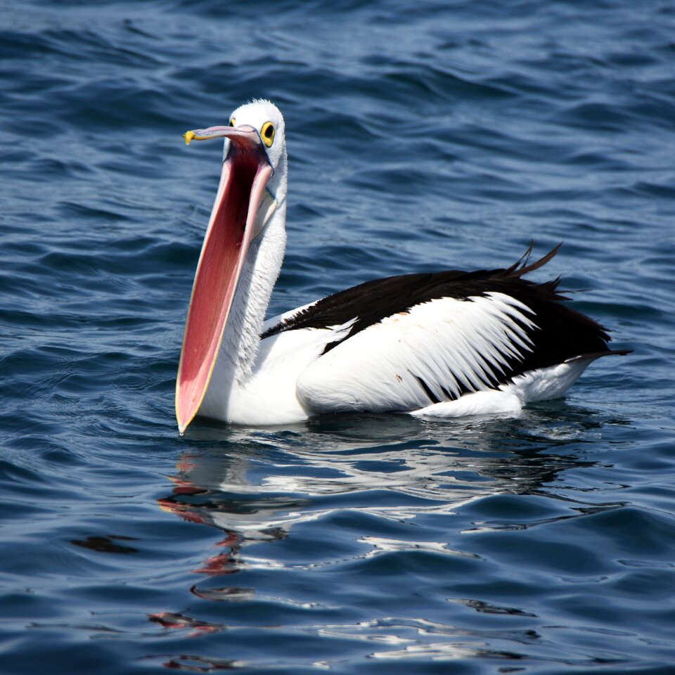 Bird water nature