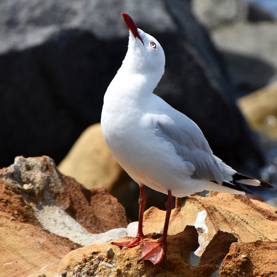 Seaside bird nature