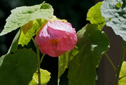 Deck pink flower