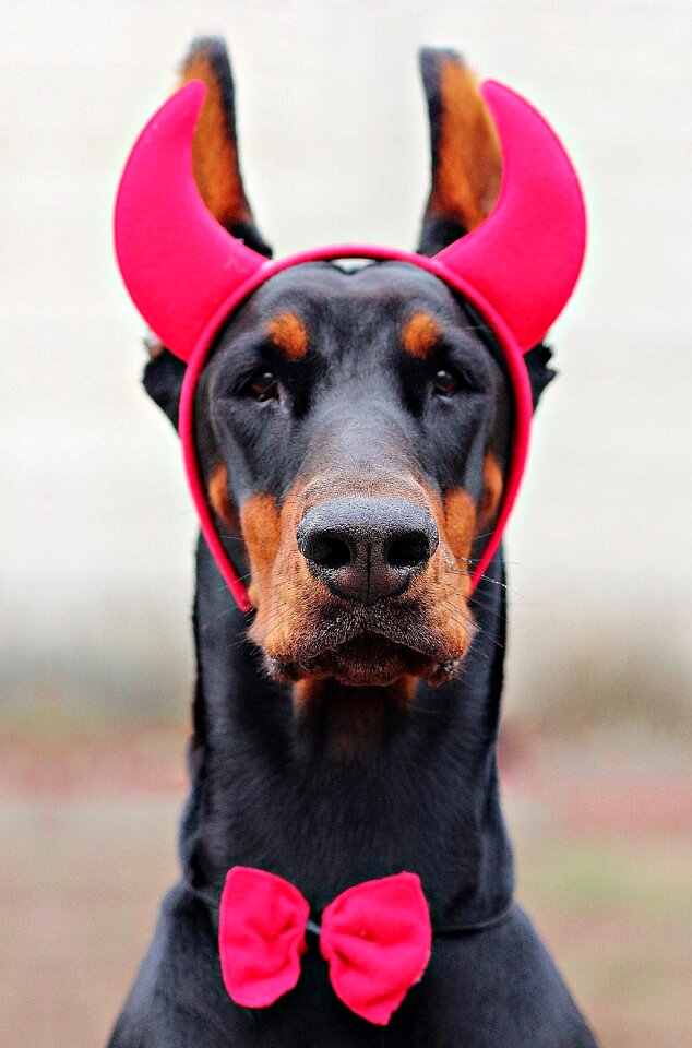 Dog carnival dress horns