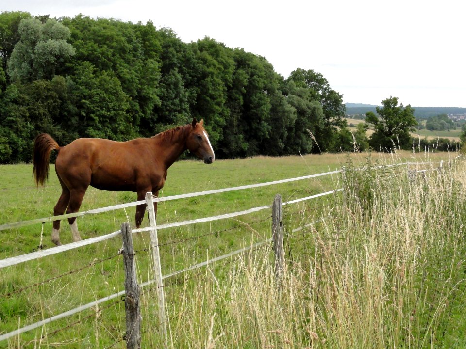 Haussonville (M-et-M) paysage avec chevaux (02)