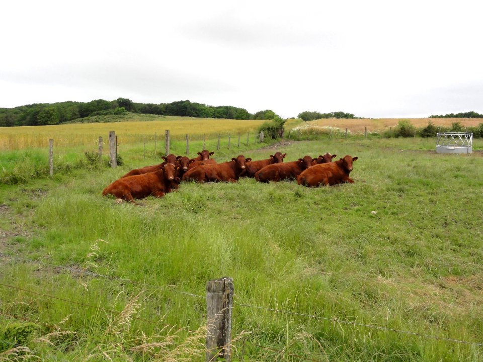 Haussonville (M-et-M) paysage avec vaches (01)