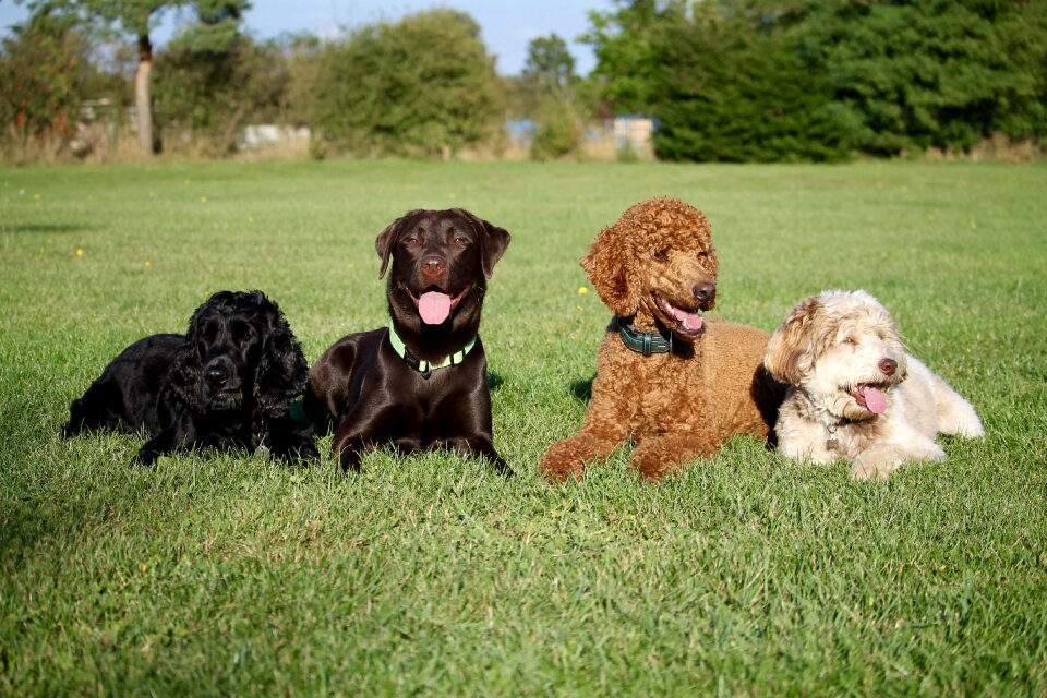 Labrador poodle cocker