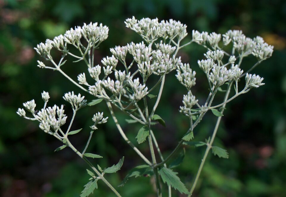 White summer blossom