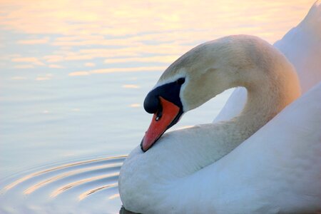 Head close up water bird