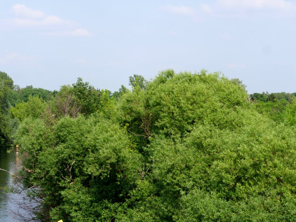 Havel from Wasserstadtbrücke 2019-06-11 04