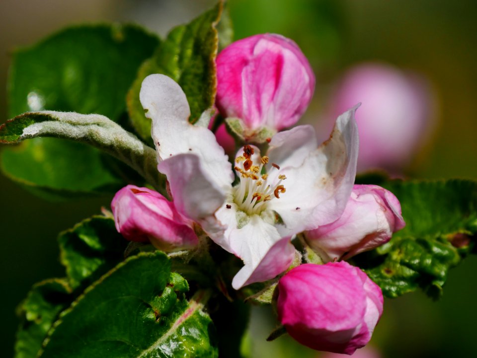 Haux Apfel Freilichtmuseum Roscheider Hof Blüte H8