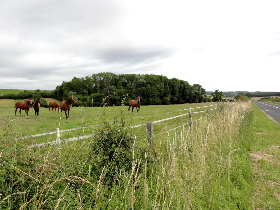 Haussonville (M-et-M) paysage avec chevaux (01)