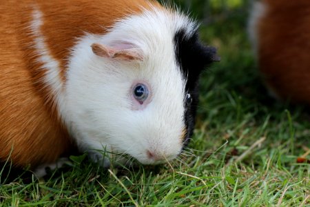 Hausmeerschweinchen (Cavia porcellus), evtl. Osseäre Choristie