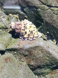 Haustrum scobina 69869607