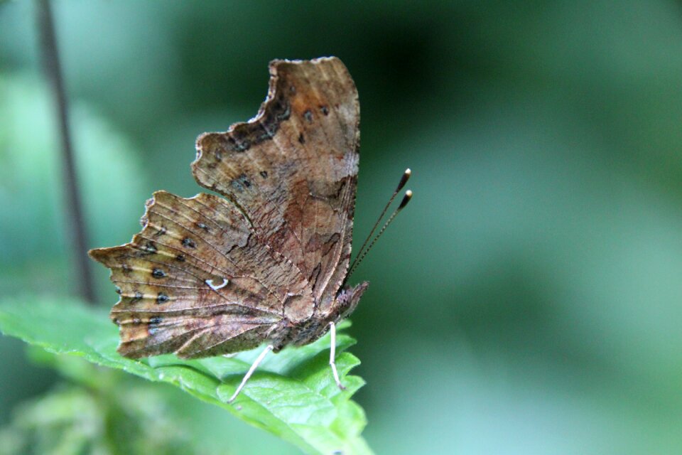 Butterfly insect Free photos