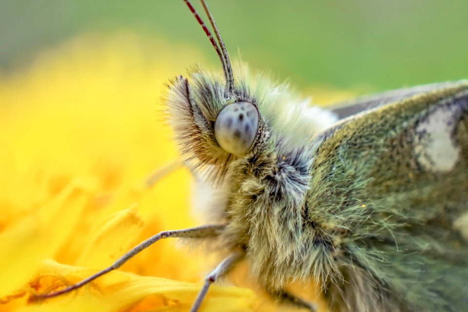 Green nature fly