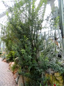 Havardia mexicana - Palmengarten Frankfurt - DSC01730