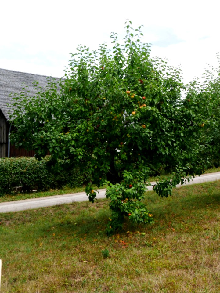 Haux Apfel Freilichtmuseum Roscheider Hof Ganzer Baum H1