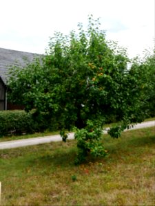 Haux Apfel Freilichtmuseum Roscheider Hof Ganzer Baum H1