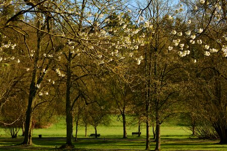 Spring spring awakening tree blossoms