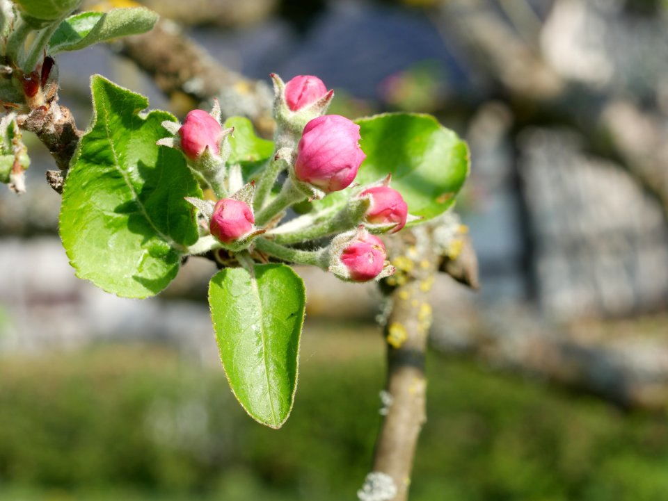 Haux Apfel Freilichtmuseum Roscheider Hof Knospen H5