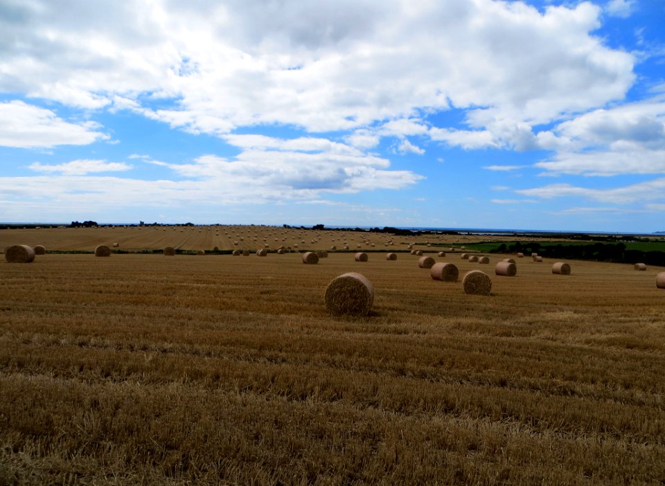 Hay Bale Landscape (129555011)