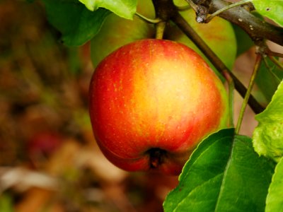 Haux Apfel Freilichtmuseum Roscheider Hof Frucht H2