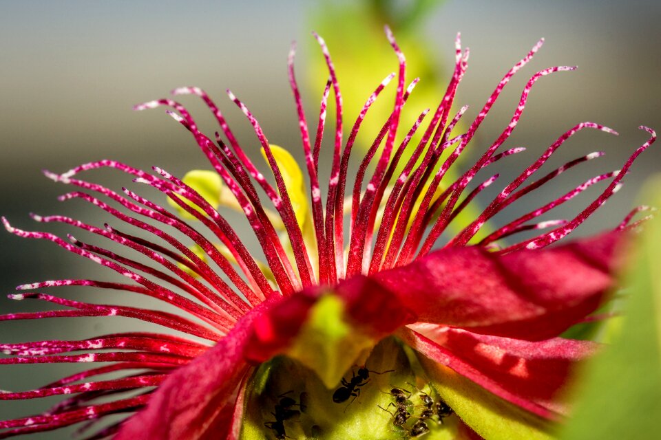 Passion flower blossom bloom
